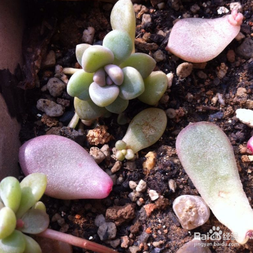 多肉叶插苗移盆步骤有哪些？