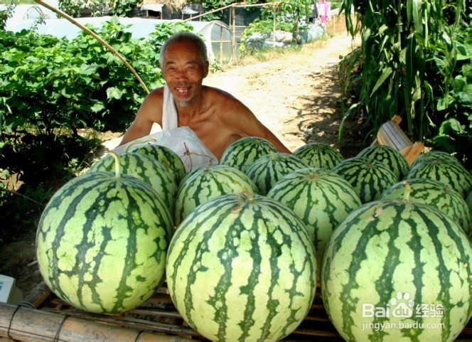 <b>如何挑选又甜又有水分西瓜</b>