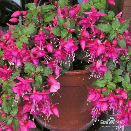 倒挂金钟怎么扦插成活率才能高