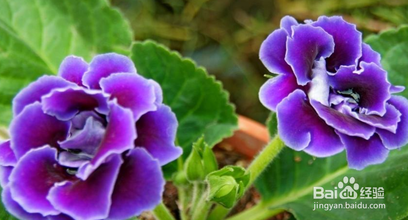 大岩桐要怎么养护？