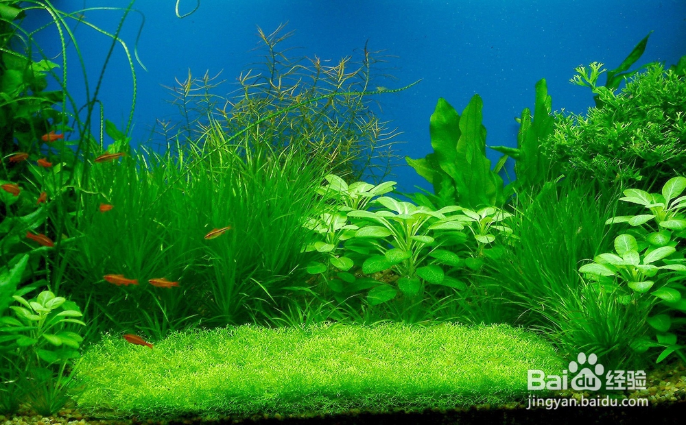 水草怎么移植、包装、投置