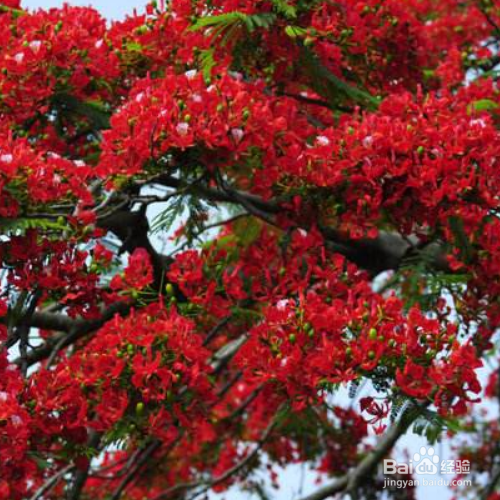 凤凰花的培育方法和注意事项