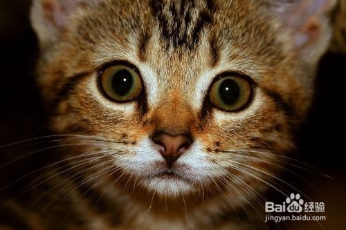 猫猫乱跑怎么办