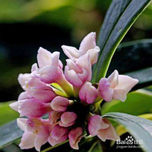 瑞香花叶子发黄怎么办