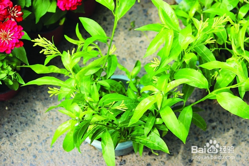 夏天用植物来驱蚊虫的小窍门