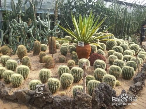 仙人掌养植的注意事项