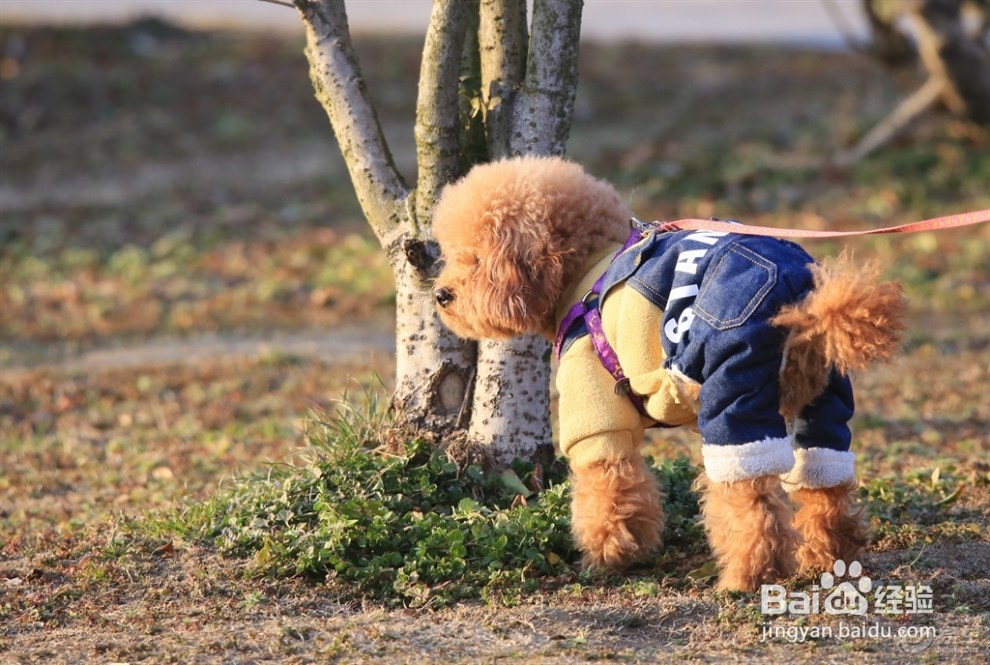 如何更好照顾小泰迪