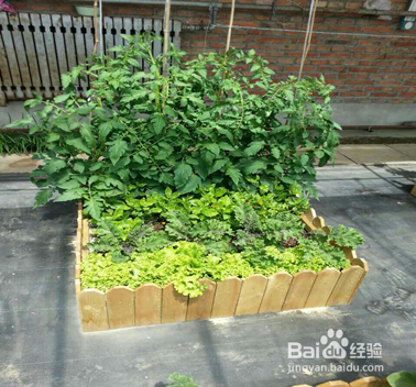 那些我们日常吃的蔬菜