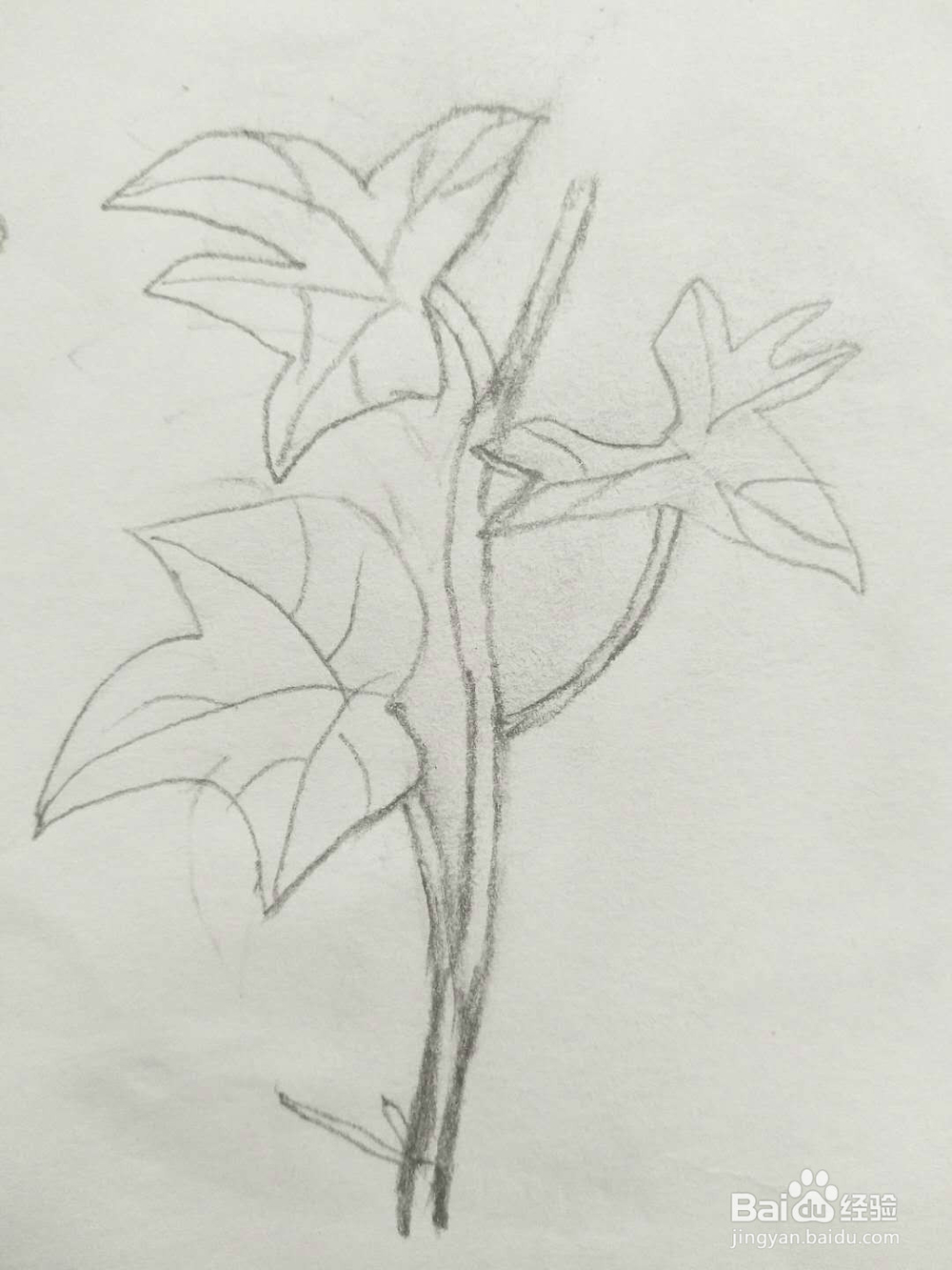 简笔画黄瓜怎么画呢