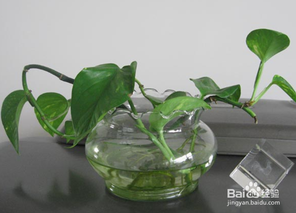 室内放哪些植物好