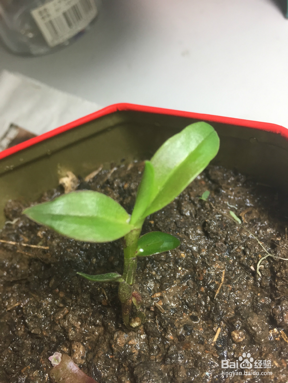 养植物的小情调