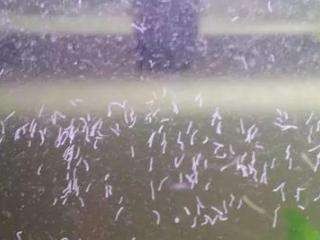 蛋白虫是怎么繁殖的