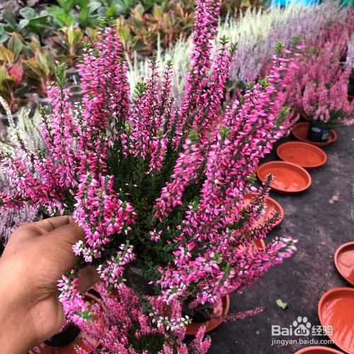 教你养殖艾莉卡