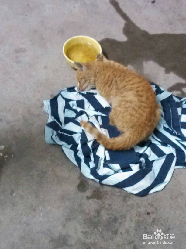 猫误食老鼠药急救方法