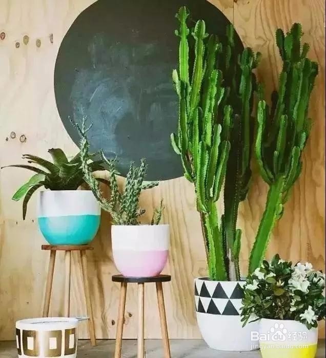 史上最全的吸毒植物.新房必备