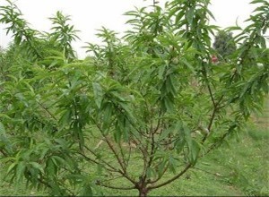 解决鼻子不通的小绝招