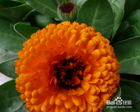 如何栽培和养护金盏菊