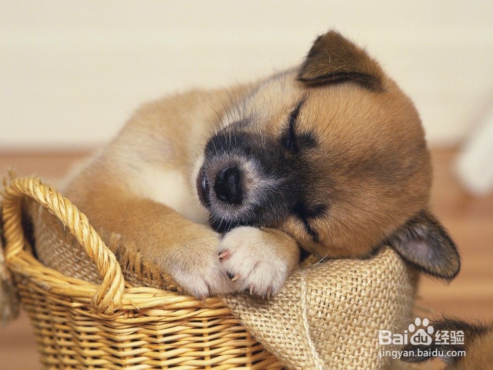 经常睡午觉的好处