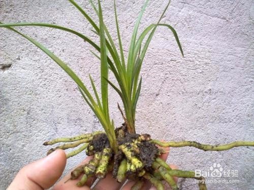龙根苗兰花怎么养？