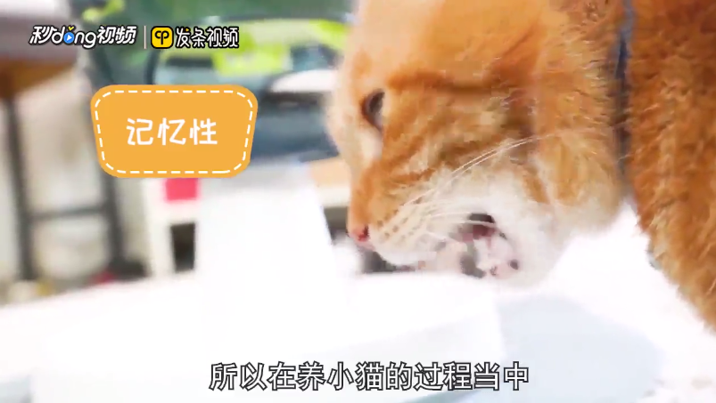 金吉拉猫认主人的吗