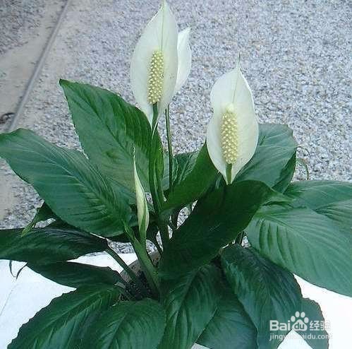 那些植物是可以吸收甲醛的？