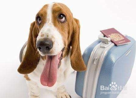 带宠物坐飞机,如何托运宠物出境入境?