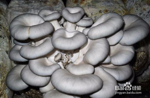 如何自行种植蘑菇?