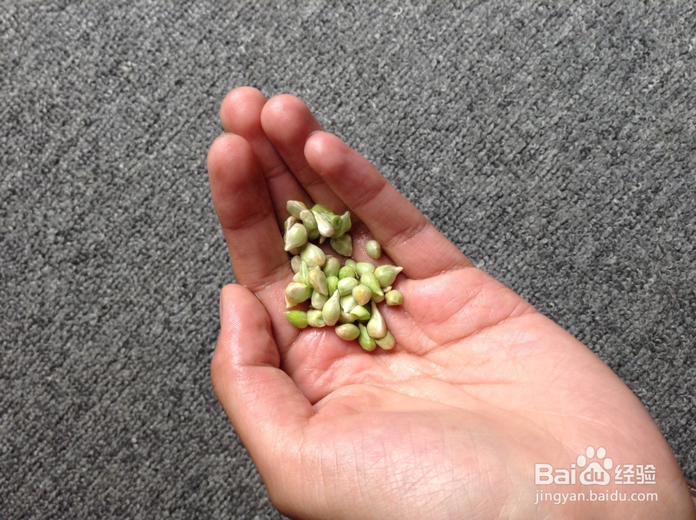 健康饮品蜂蜜金橘柠檬的做法