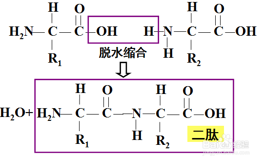 有关蛋白质的合成与计算