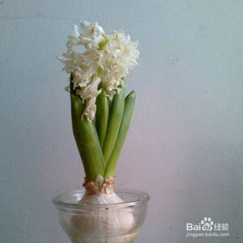 风信子谢了还会再开吗？