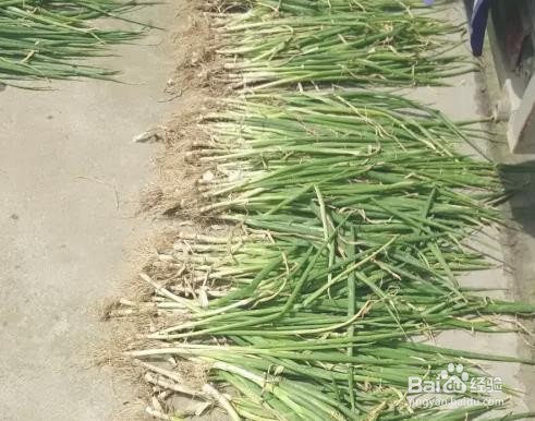 土培小葱种植方法