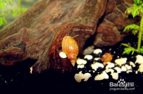 红螺 红蜗牛 澳洲红螺的饲养 百度经验
