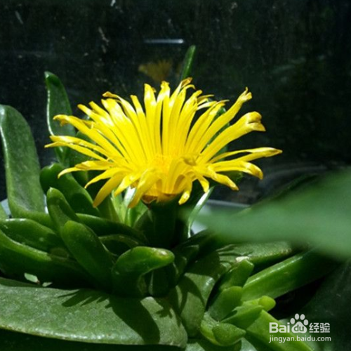 佛手掌叶子发软怎么解决？