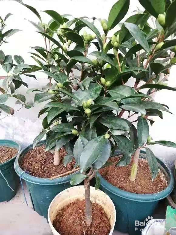 养花别乱换盆，否则黄叶枯萎不开花，越长越差