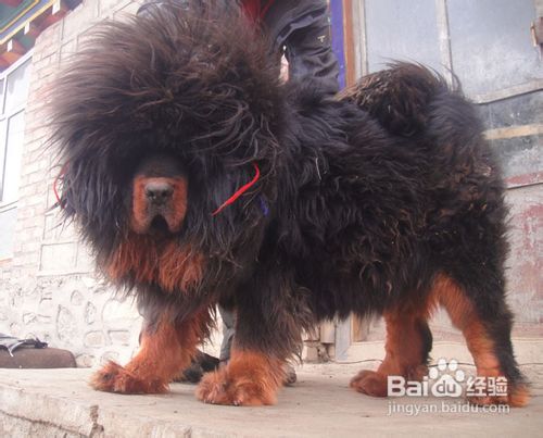 藏獒性格温顺吗