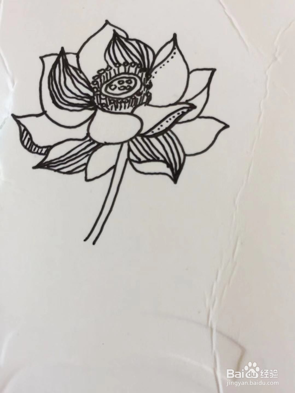 插画教程之莲花