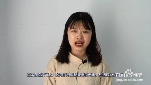 白莲花是什么意思 百度经验