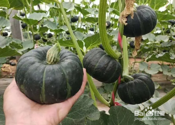 现在菜园适合种什么菜