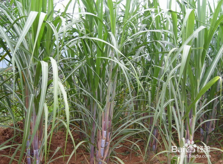 给甘蔗施肥要注意哪些事项