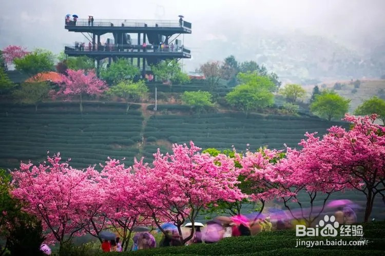 台品樱花茶园攻略