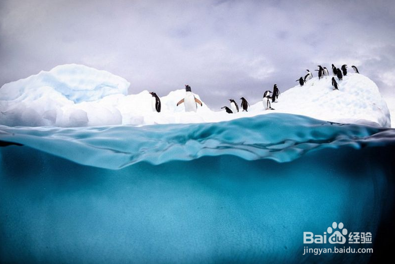 美摄影师冰冷海水中拍摄企鹅跳水