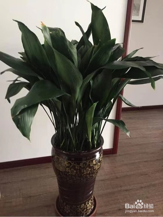 3种花，卧室客厅养1盆，甲醛少了，睡觉也香了！