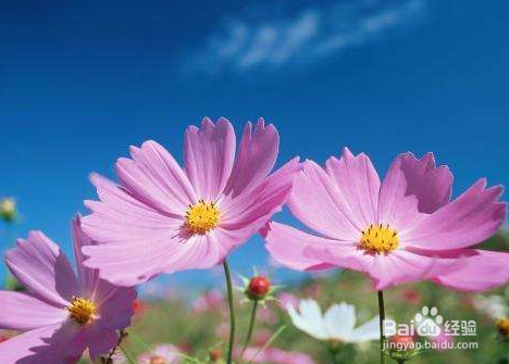 波斯菊怎么种才能长得好
