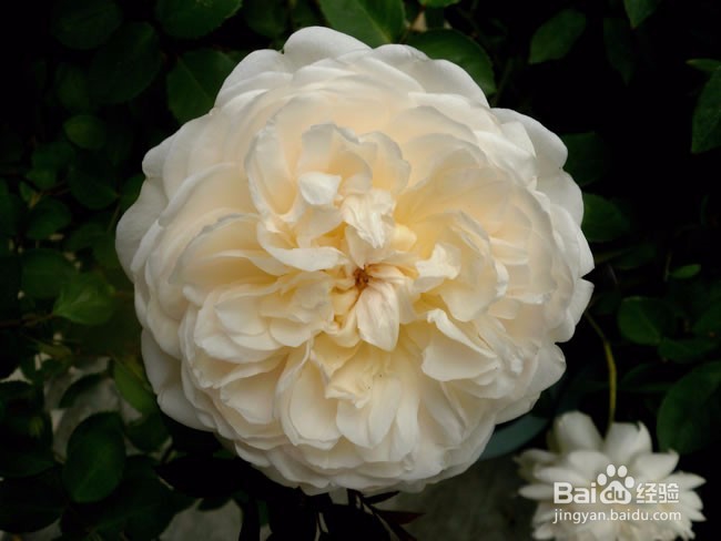 薰衣草花环月季怎么养