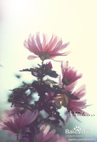 逆光照片怎么拍