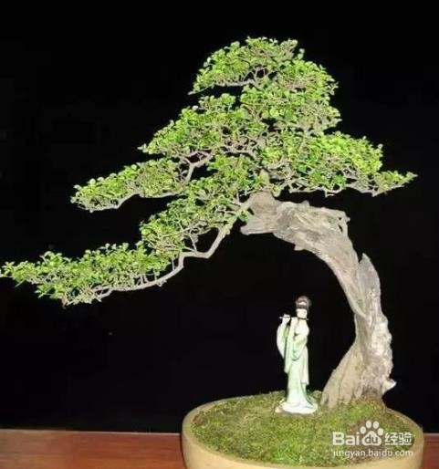 插花枝条弯曲的方法