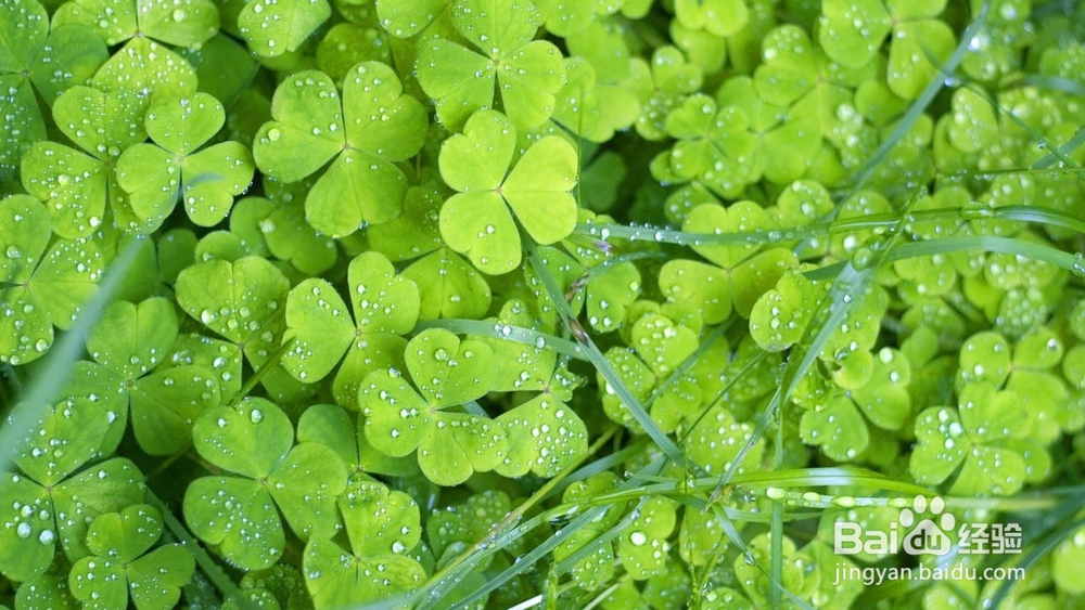 老公是家庭沟通的桥梁