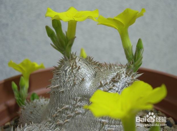 多肉植物惠比须笑怎么养
