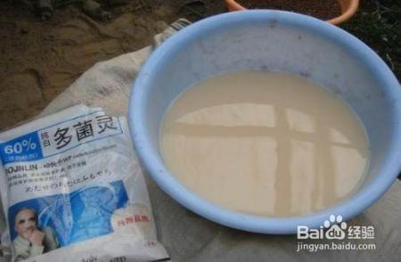 路边剪个枝，插土里就活，1年结果200个