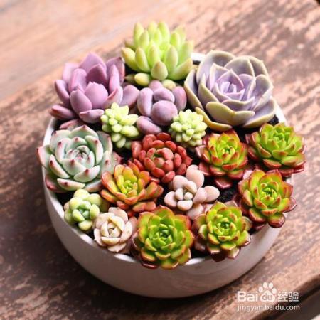 就知道用绿萝吸甲醛,这几种植物净化空气比绿萝好几倍!